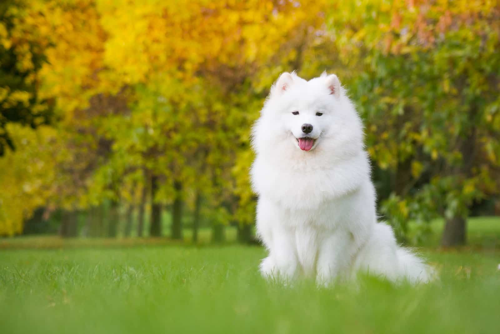 Perro Samoyedo posando en el hermoso parque