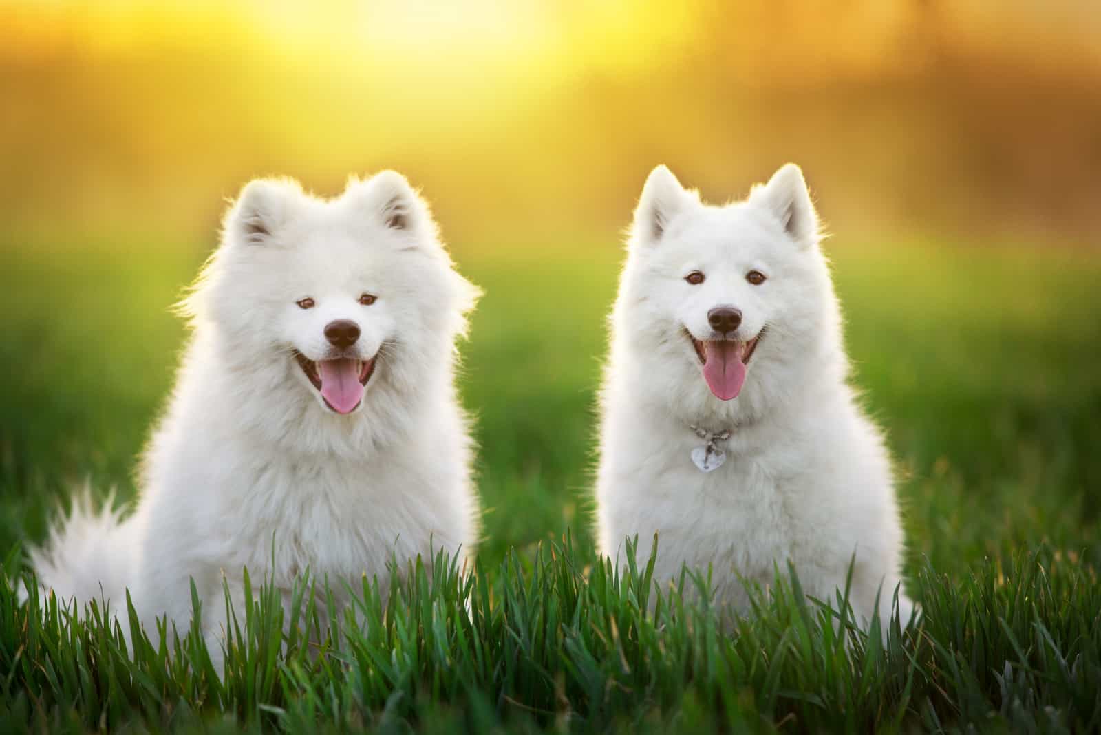 Perros Samoyedo en campo verde al atardecer