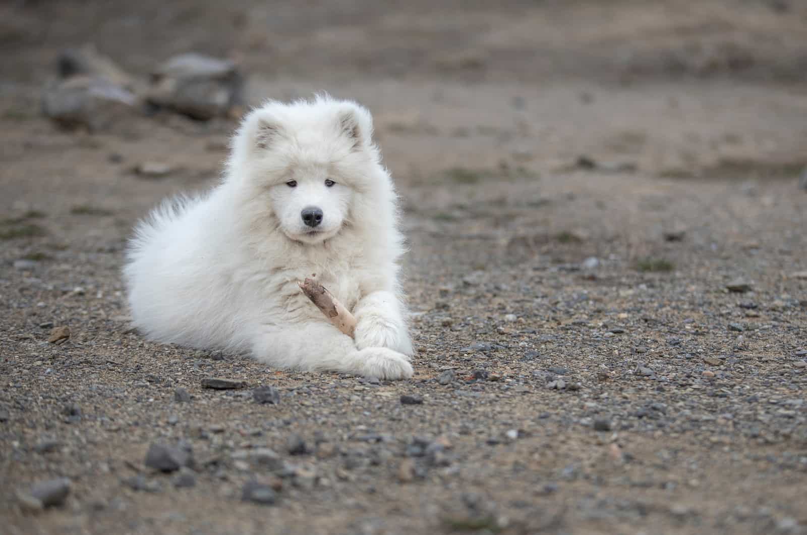 Samoyedo acostado al aire libre