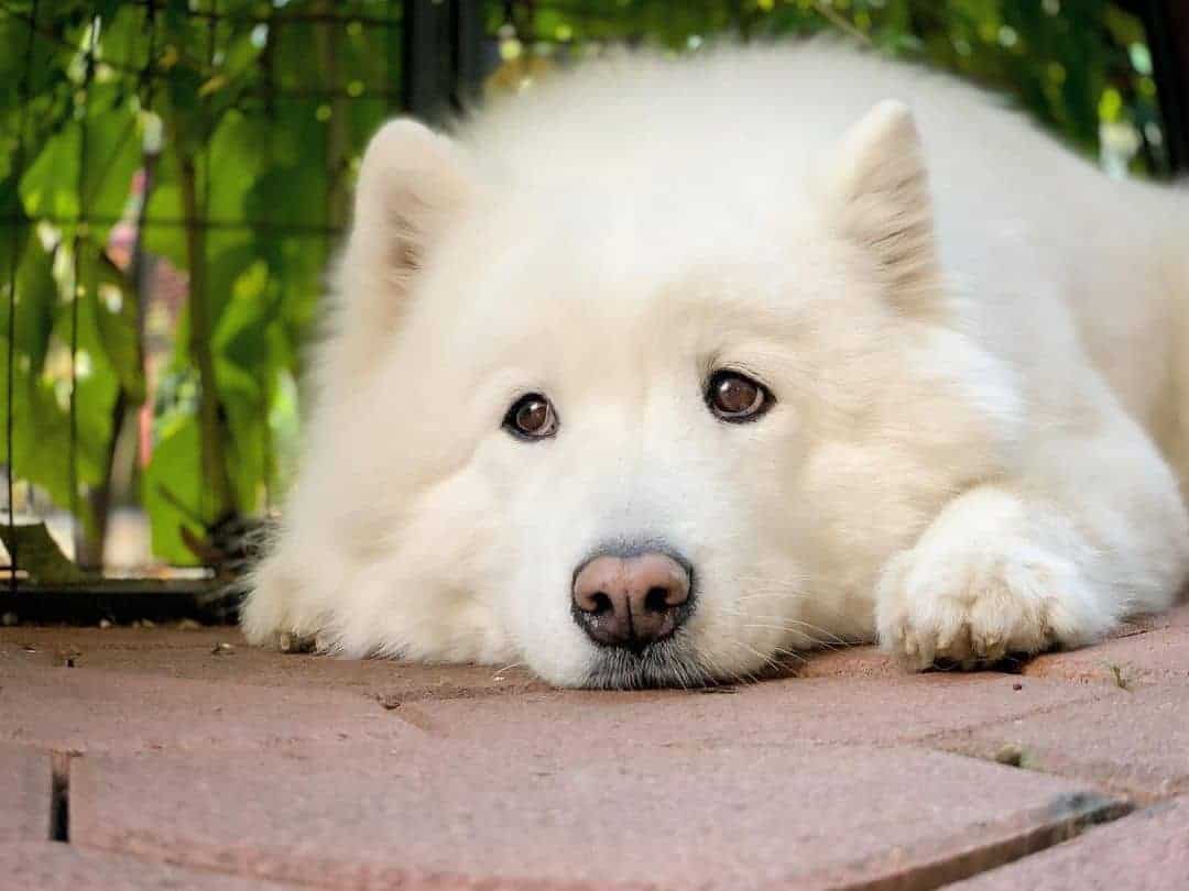 Samoyed acostado en el suelo