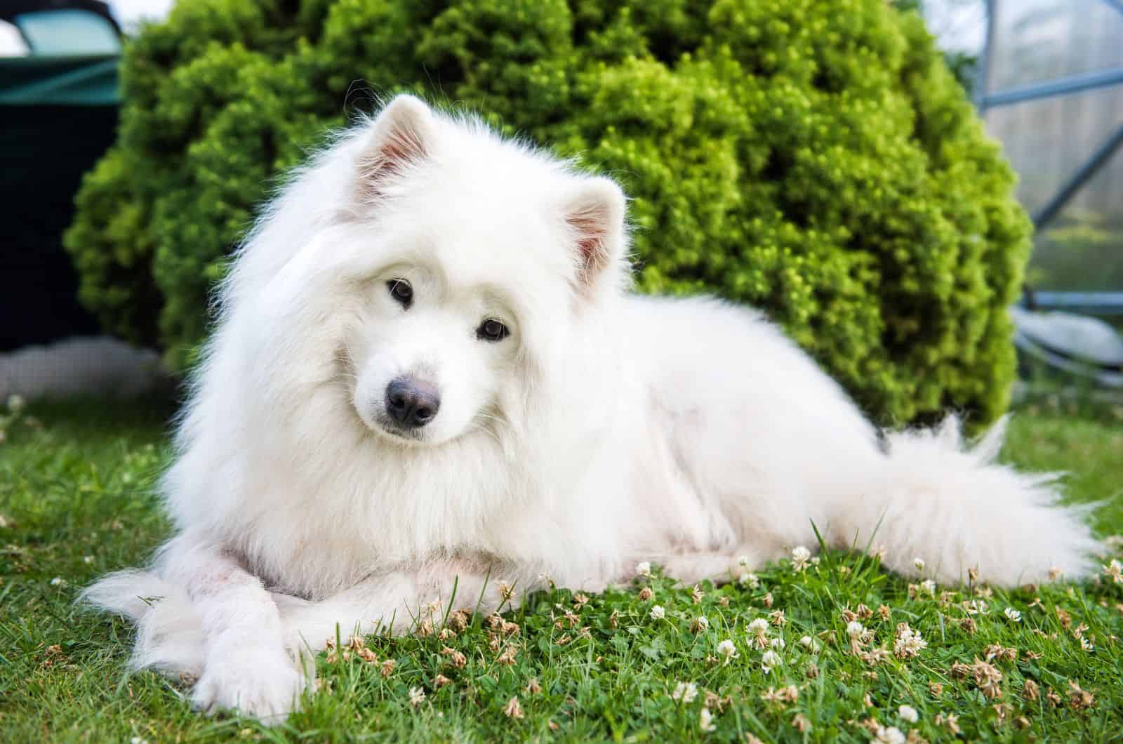 Samoyedo posando para la cámara
