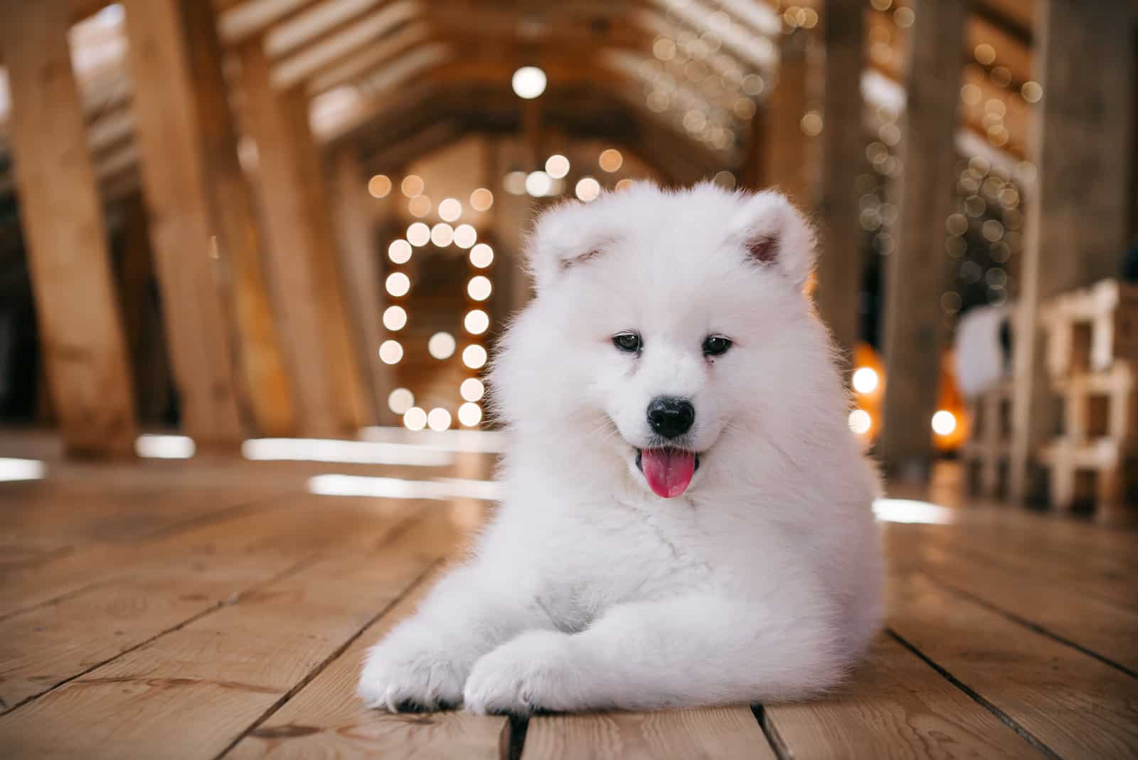 Cachorro Samoyedo en un ático de madera en casa