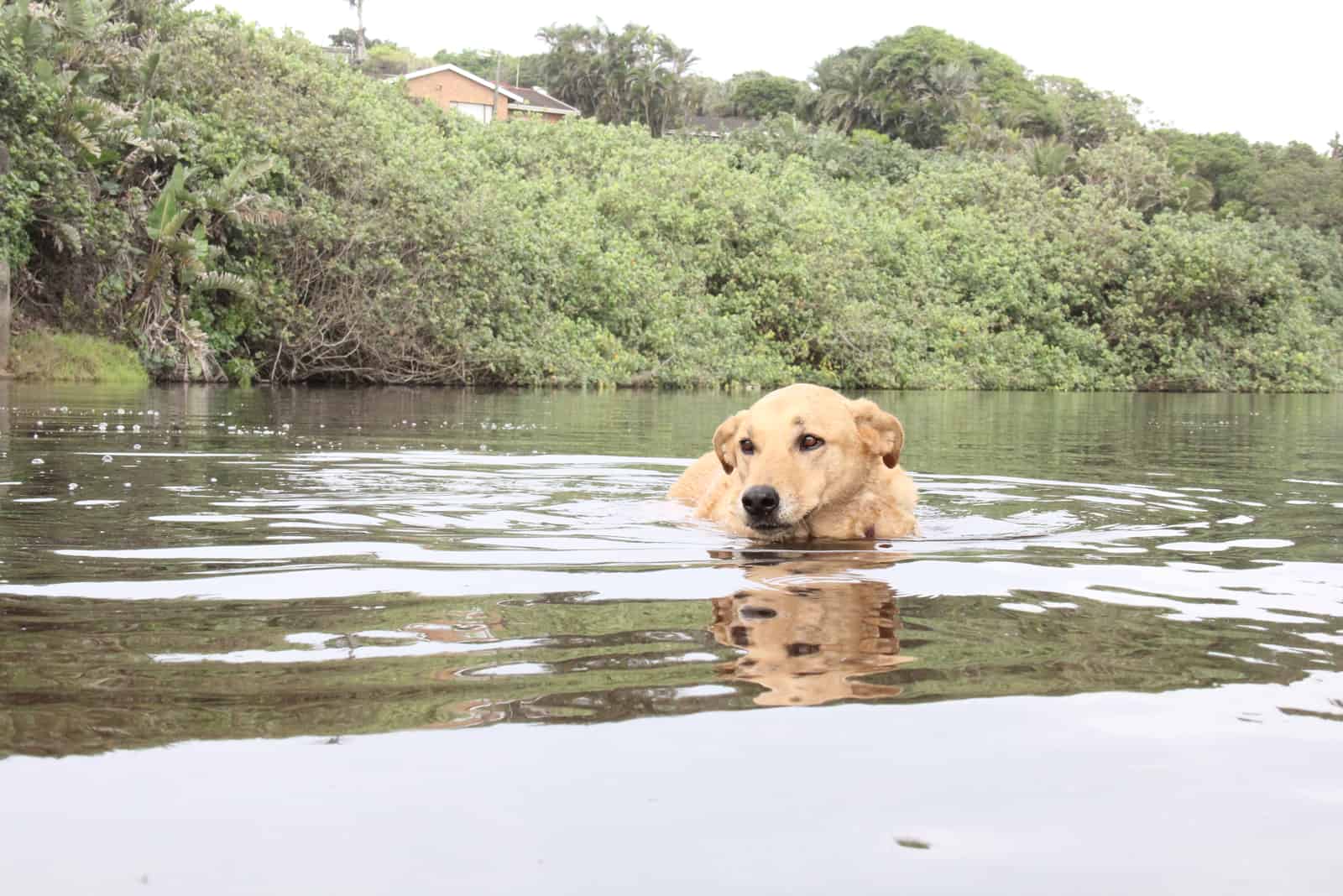 Perro Vizsla amarillo arenoso en un río