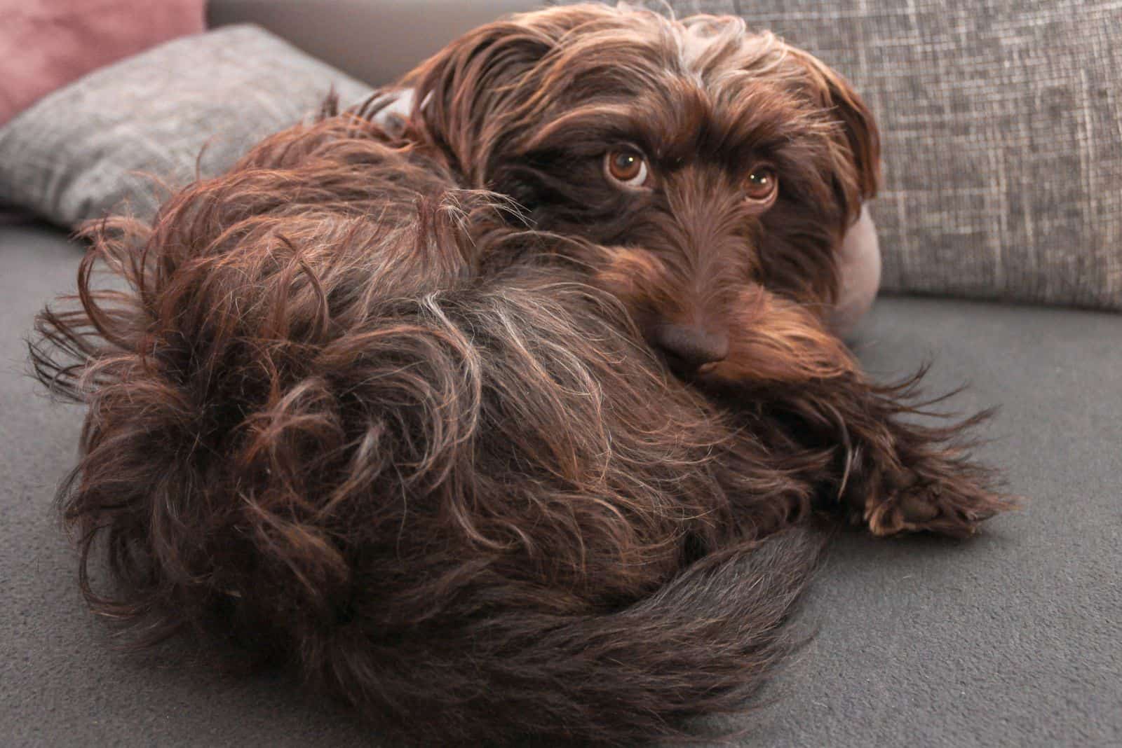 Cruce Schnauzer Dachshund está tumbado en el sofá