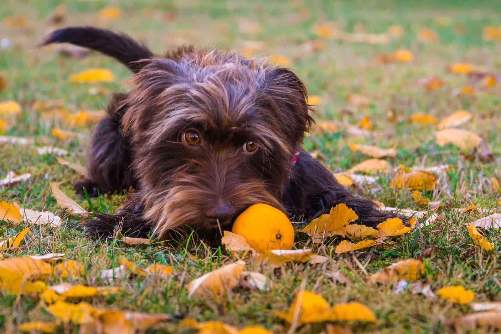 Cruce Schnauzer Dachshund se recuesta en el césped y juega con una mandarina