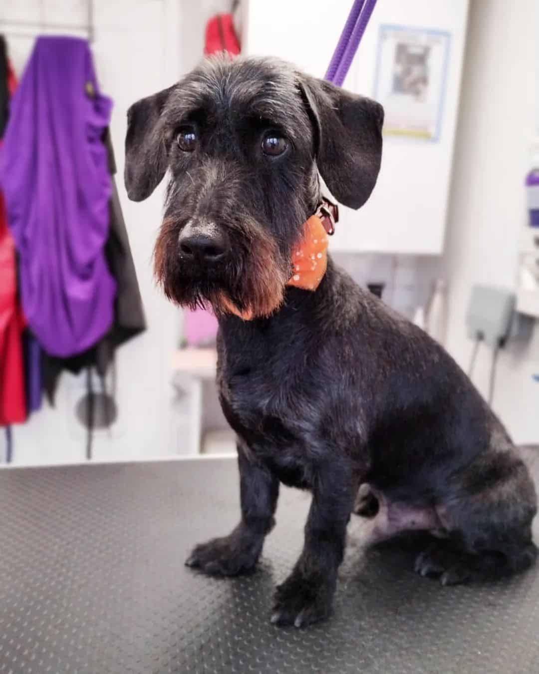 Cruce Schnauzer Dachshund sentado en la mesa de aseo