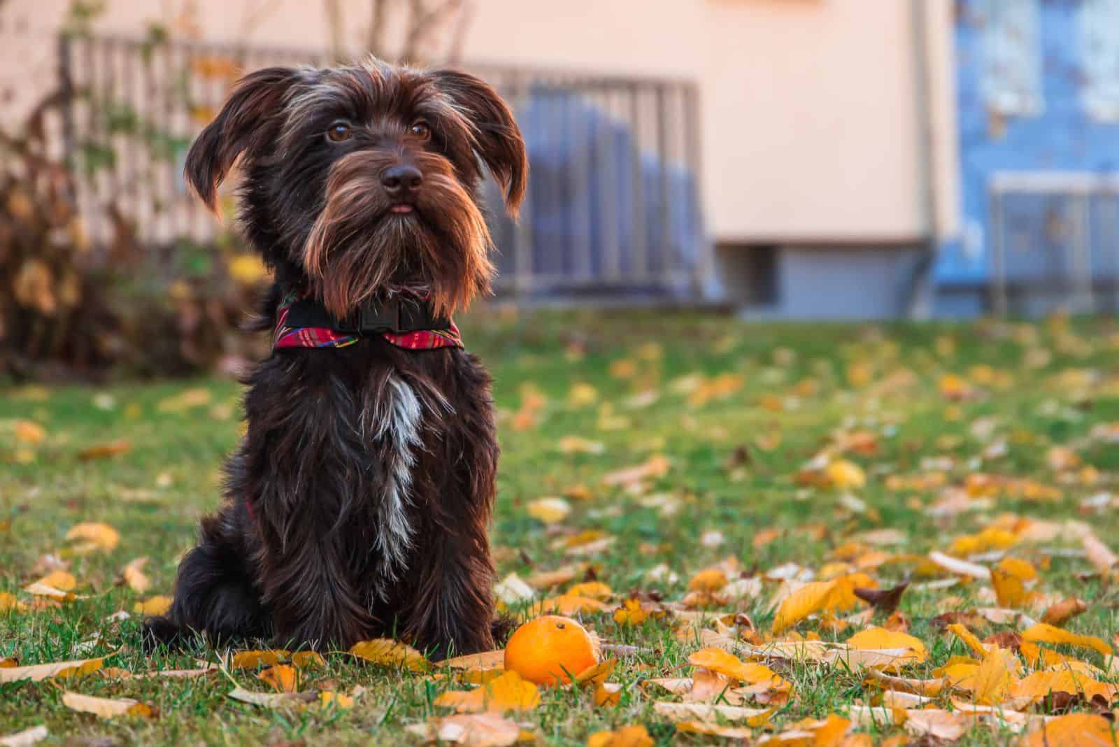 Cruce Schnauzer Dachshund sentado en el parque junto a una mandarina