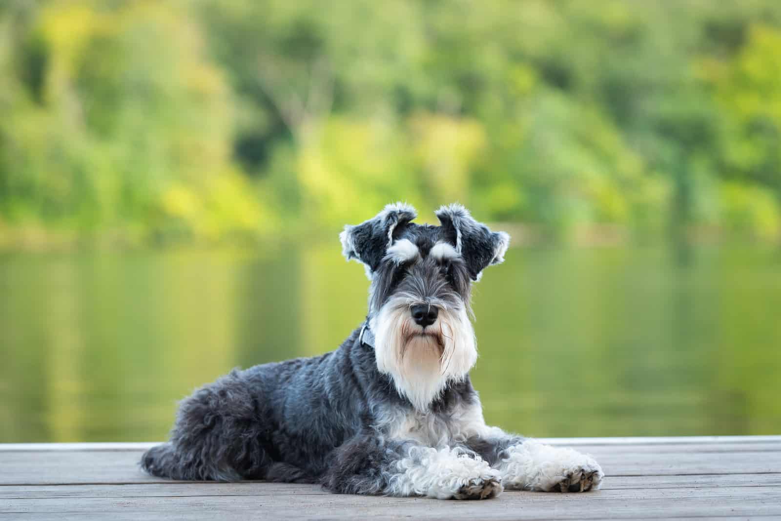 Schnauzer sentado en muelle