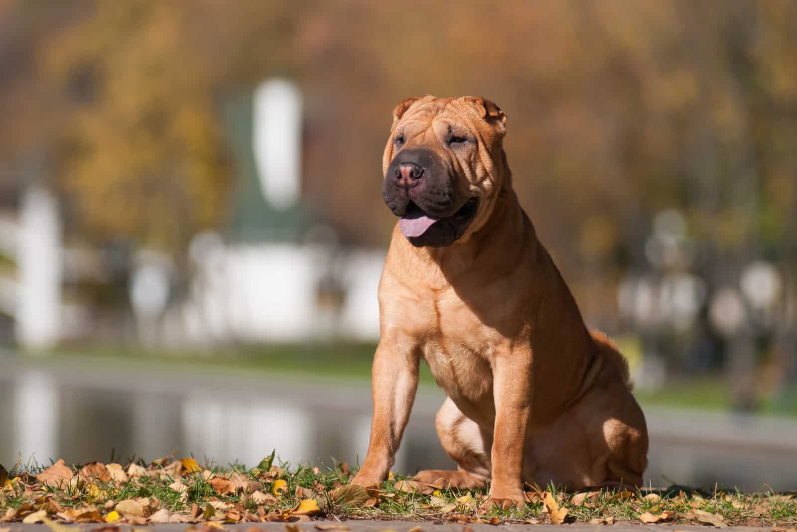 Shar Pei sentado en las hojas al aire libre
