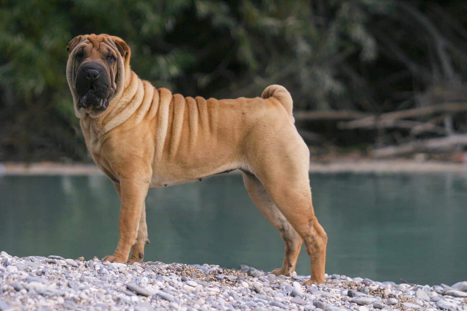 Shar Pei de pie junto al lago