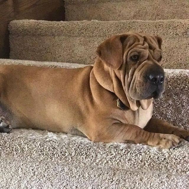 Mezcla de Shar-Pei y Basset Hound en las escaleras