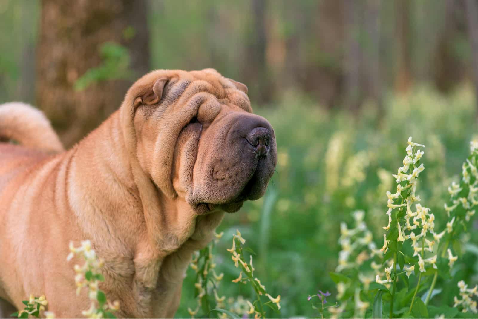 perro Shar Pei en el bosque 