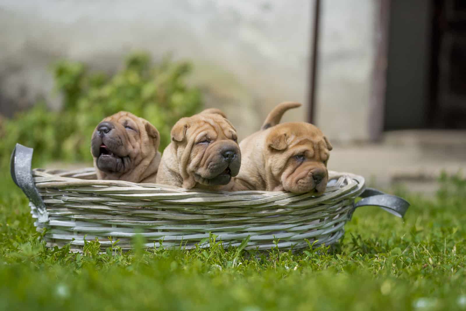 Cachorros de Shar Pei al aire libre