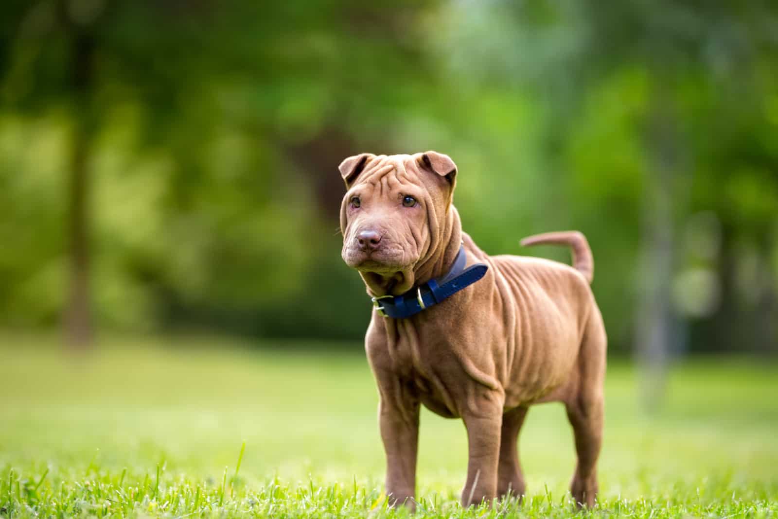 cachorro Shar Pei en el jardín