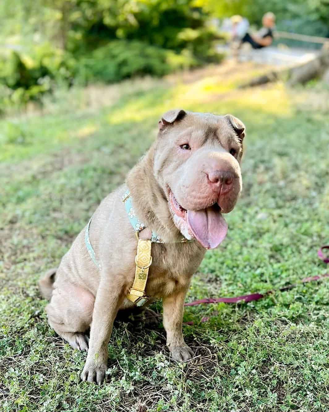 Shar Pei sentado en el césped