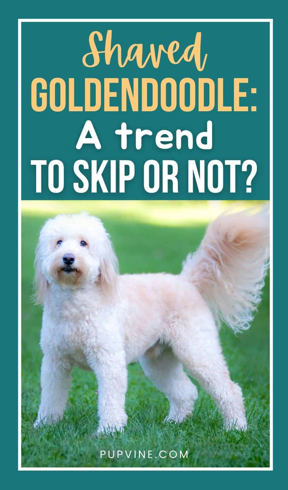 Goldendoodle Afeitado ¿Una Tendencia A Omitir o No?