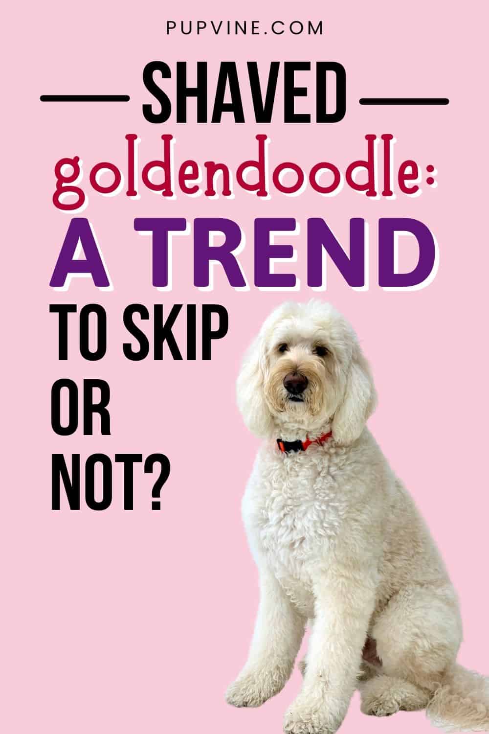 Goldendoodle Afeitado: ¿Una Tendencia A Omitir o No?