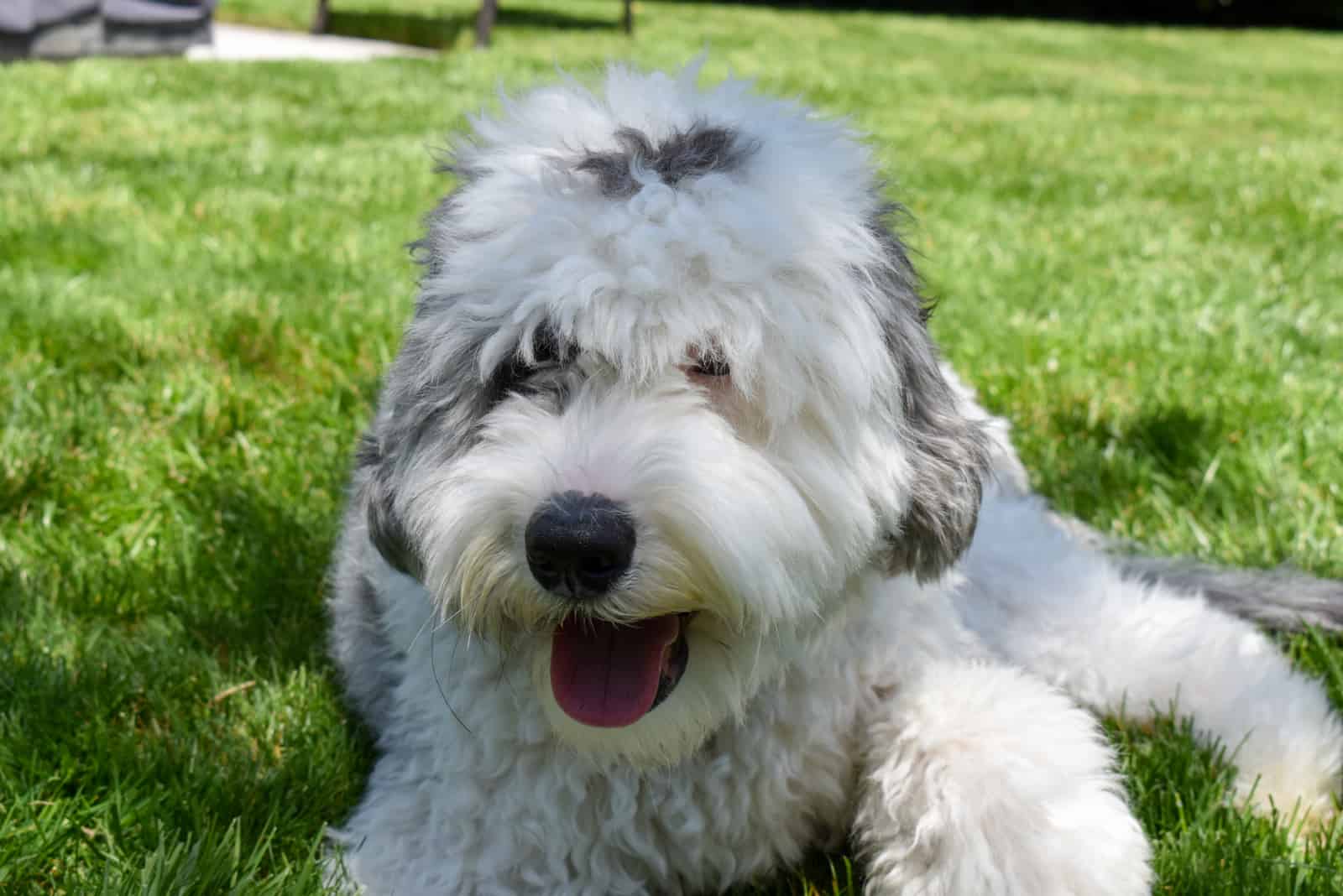 Cachorro de Sheepadoodle al aire libre