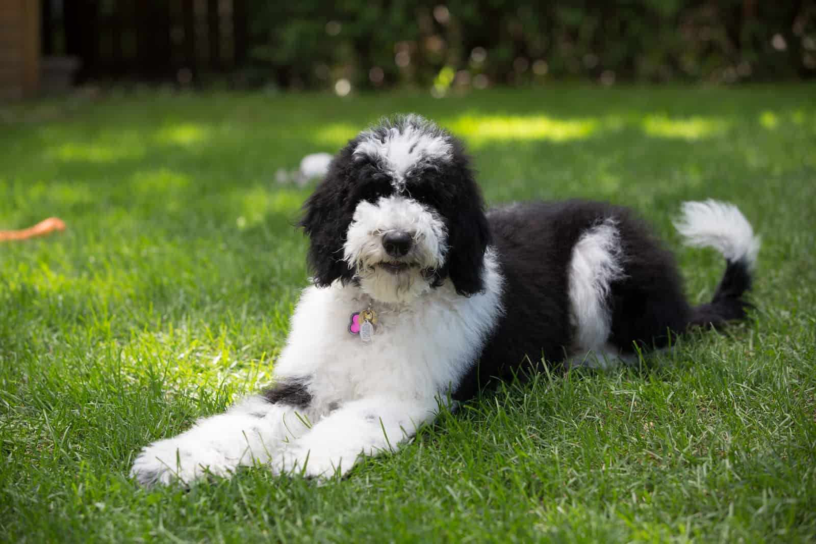 Perro Sheepadoodle negro y blanco esponjoso
