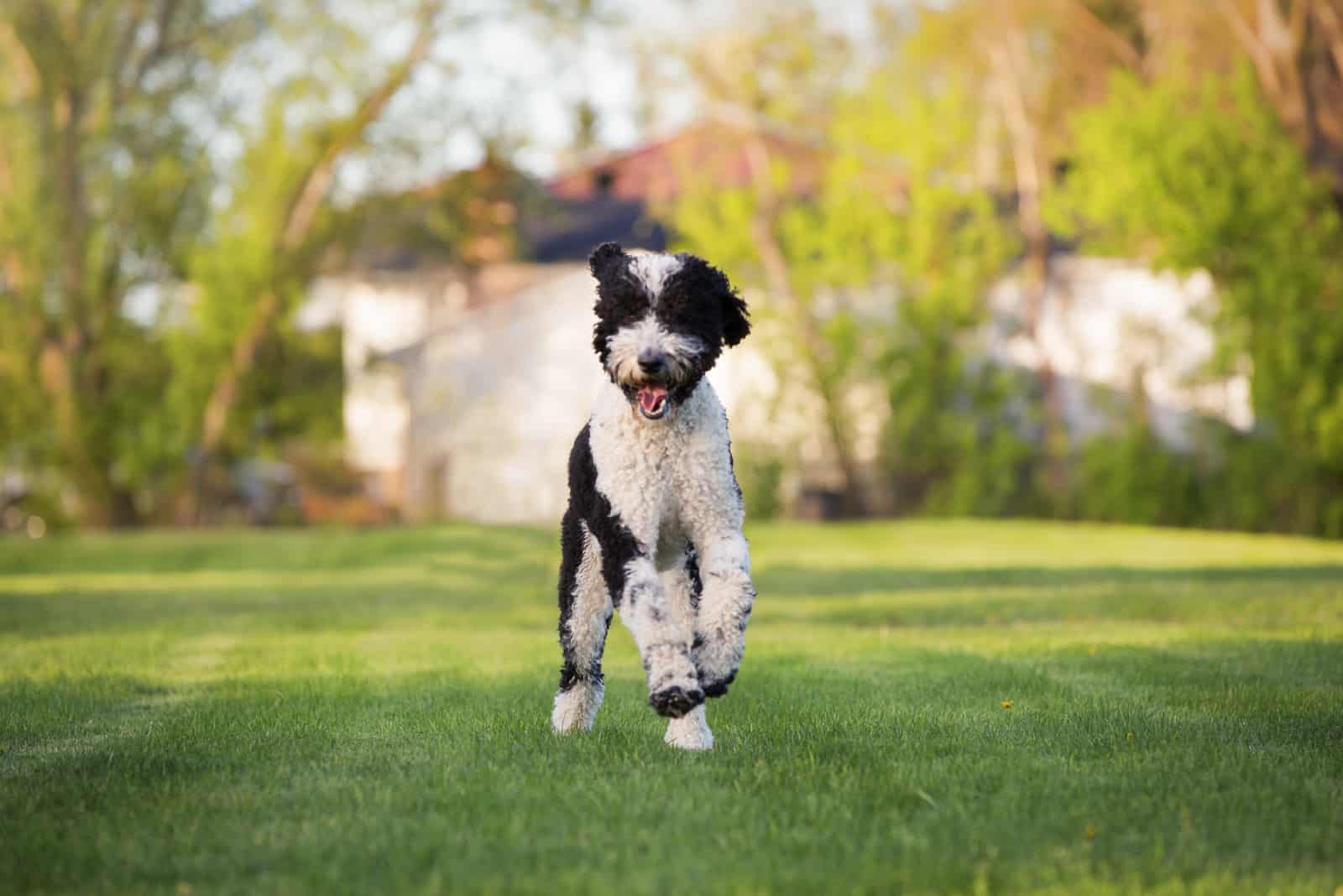 Perro Sheepadoodle corriendo en el parque
