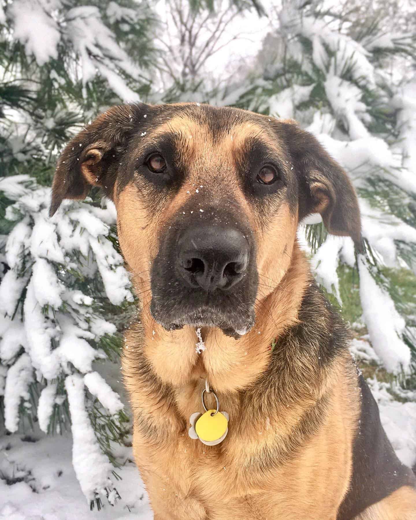 Sheprador en la nieve