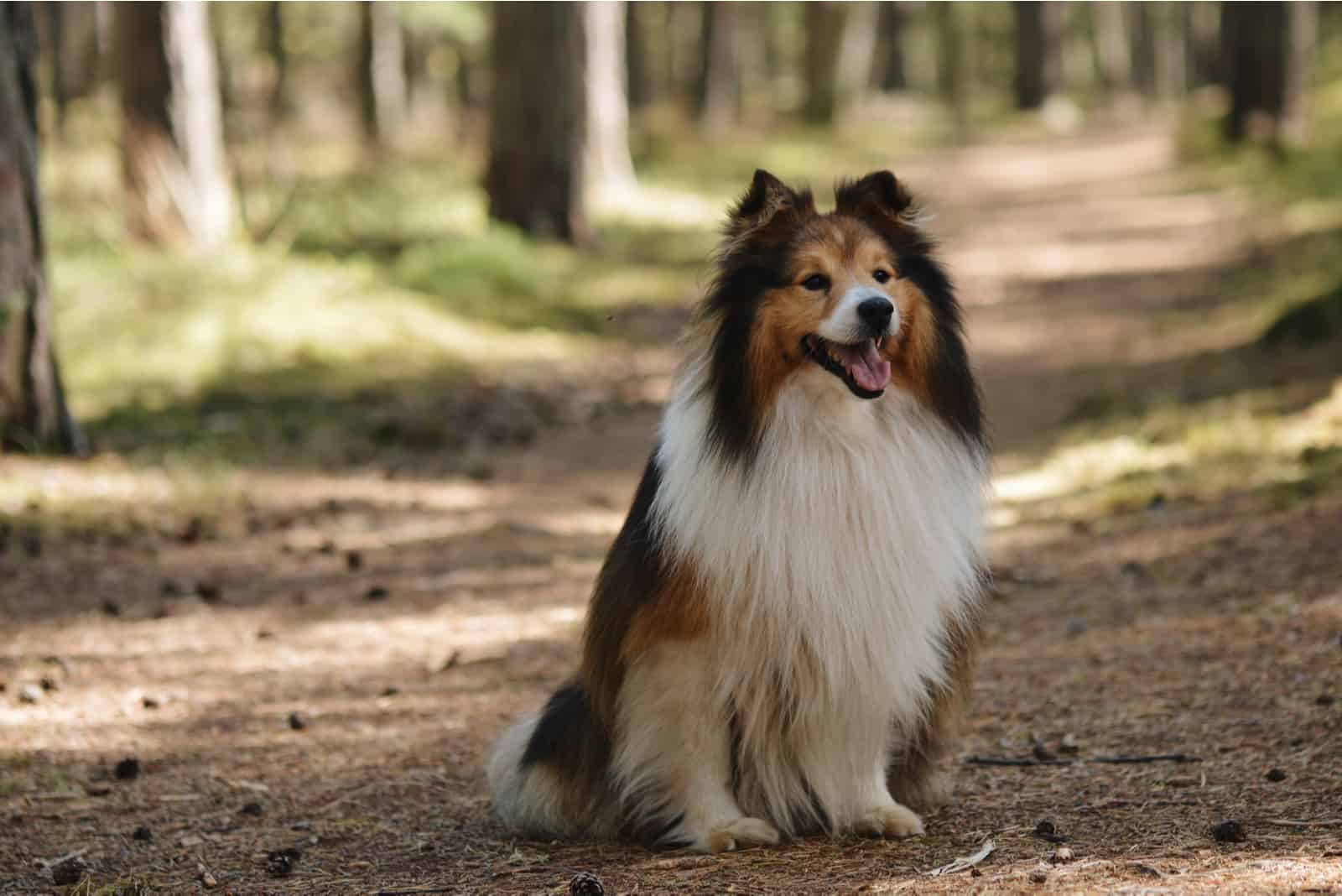 Shetland Sheepdog parado en el bosque
