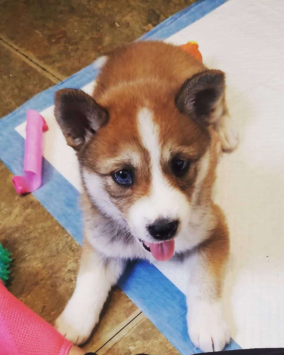 cachorro cruce de Shiba Inu y Husky