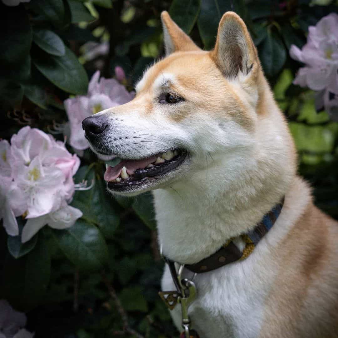 perro cruce de Shiba Inu y Husky