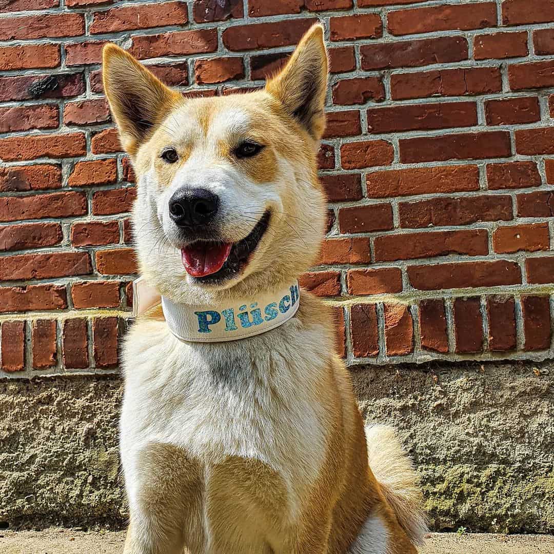 perro cruce de Shiba Inu y Husky