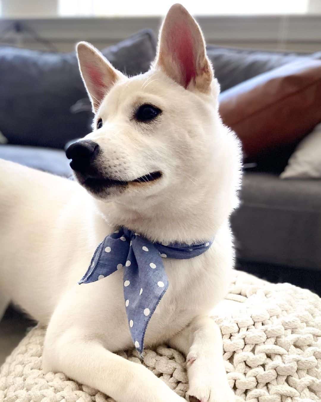 perro cruce de Shiba Inu y Husky