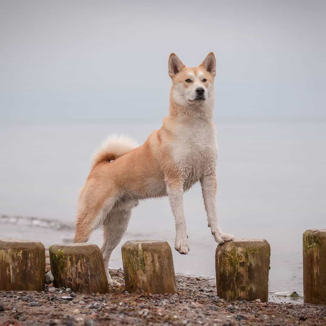 perro cruce de Shiba Inu y Husky