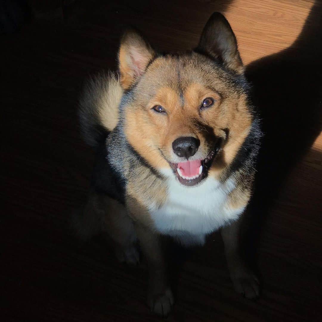 Cruce de Shiba Inu Pomeranian posando para foto
