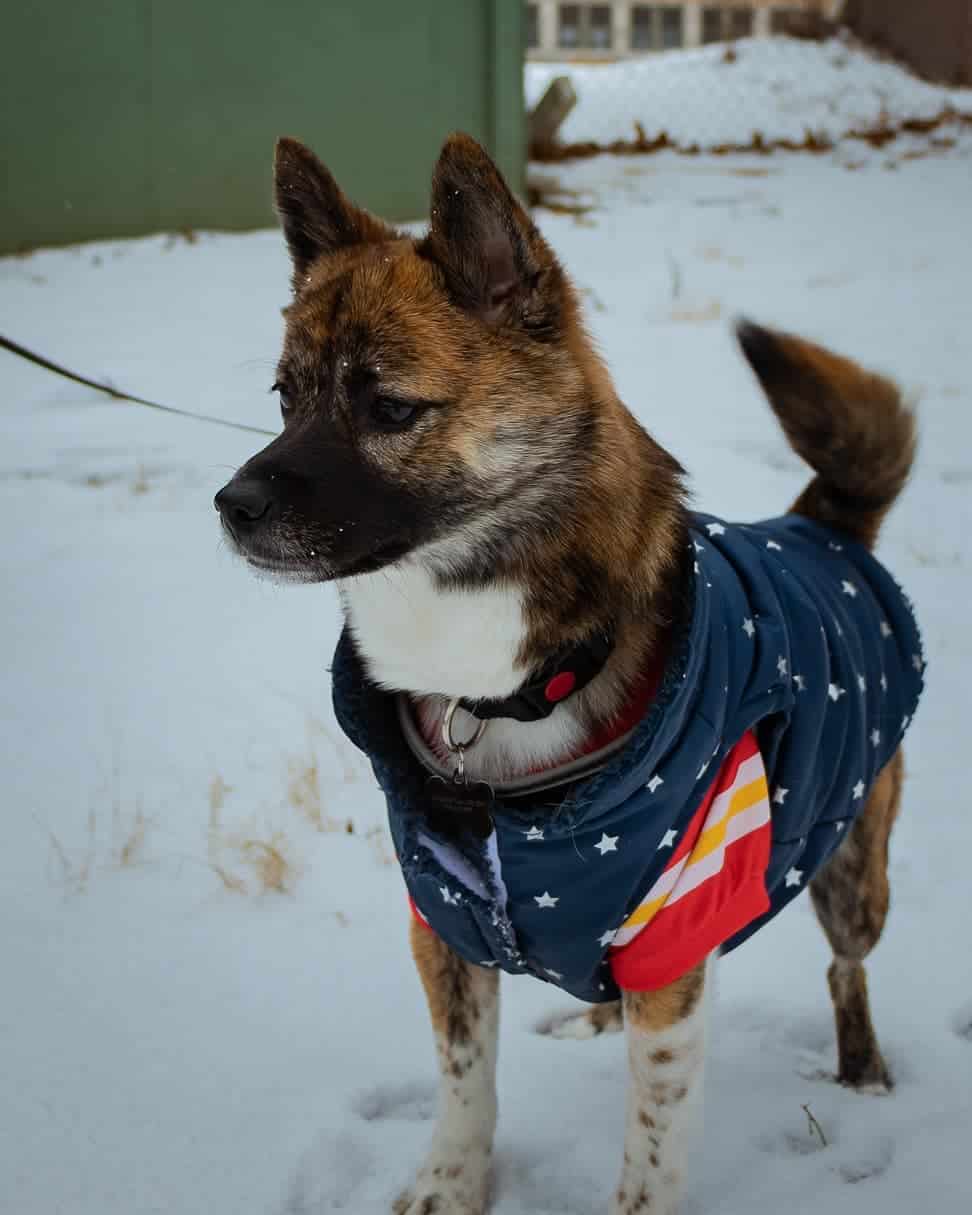Shiba Inu Pomeranian Mix de pie afuera en la nieve