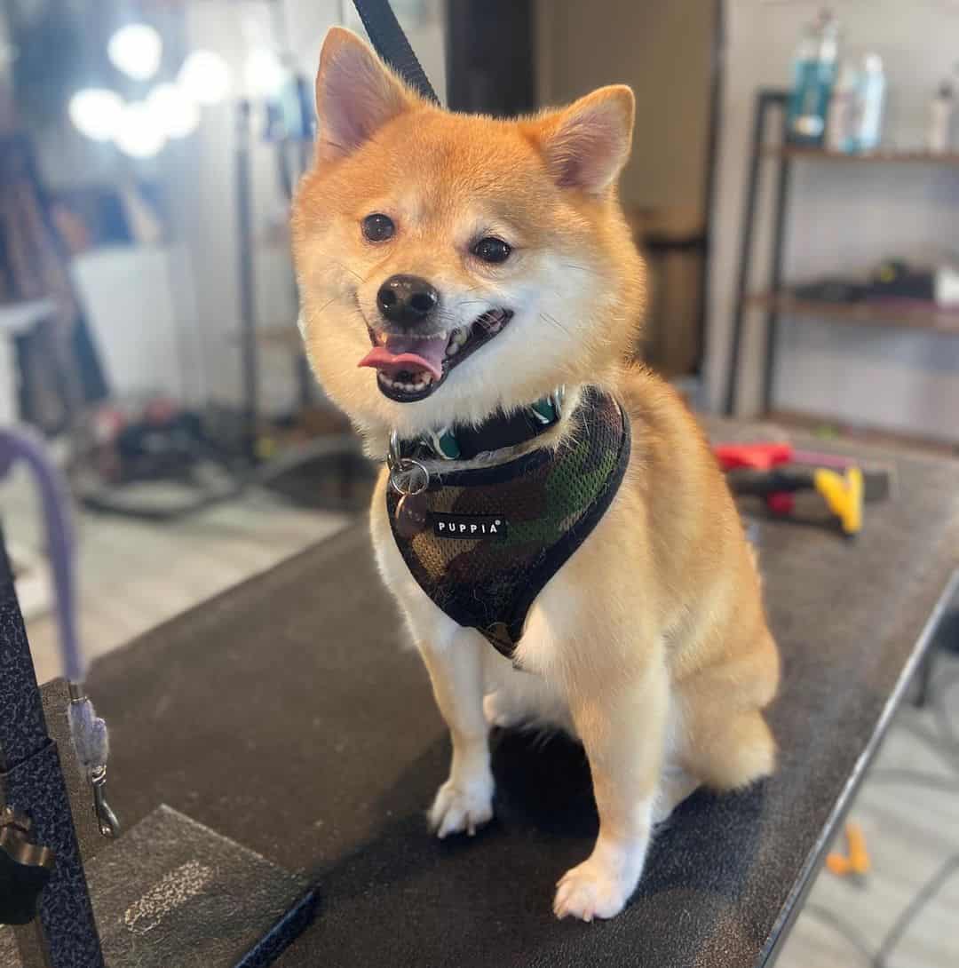 Mezcla de Shiba Inu Pomeranian después del corte de pelo