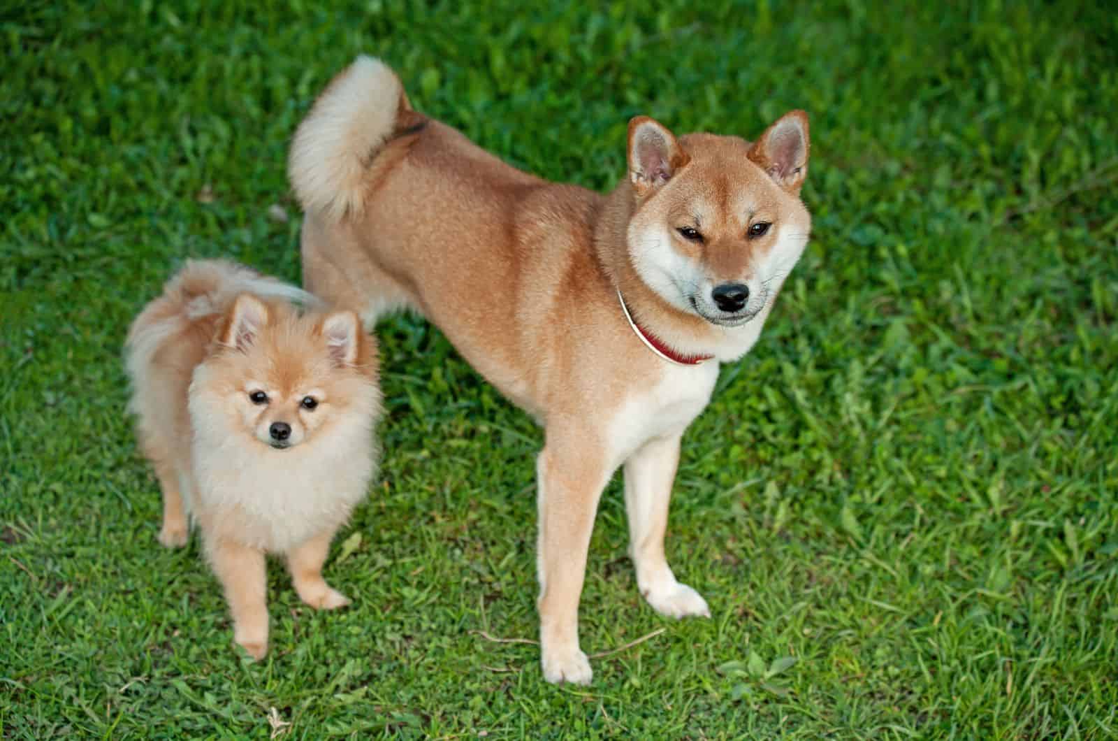 Shiba Inu y Pomeranian