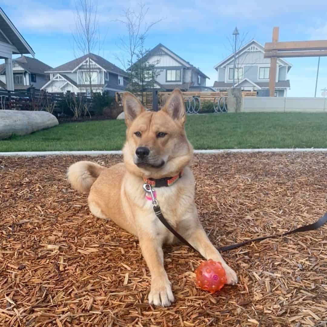 Perro Shiba Shepherd tumbado al aire libre