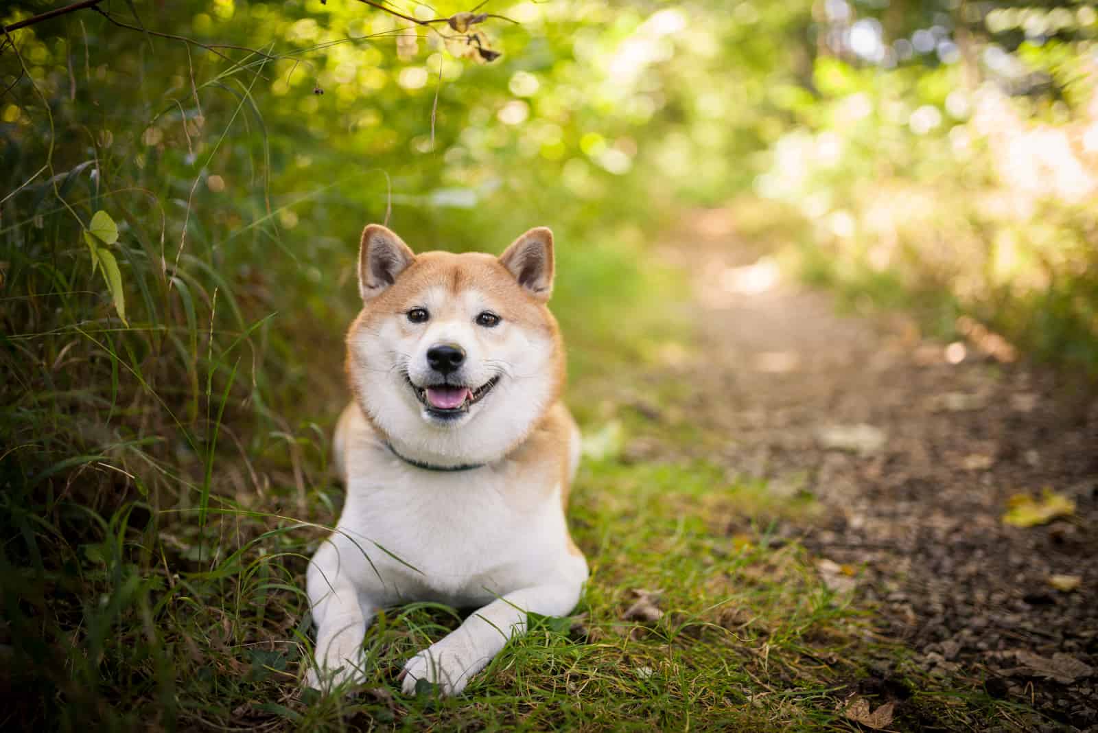 Shiba inu en la naturaleza