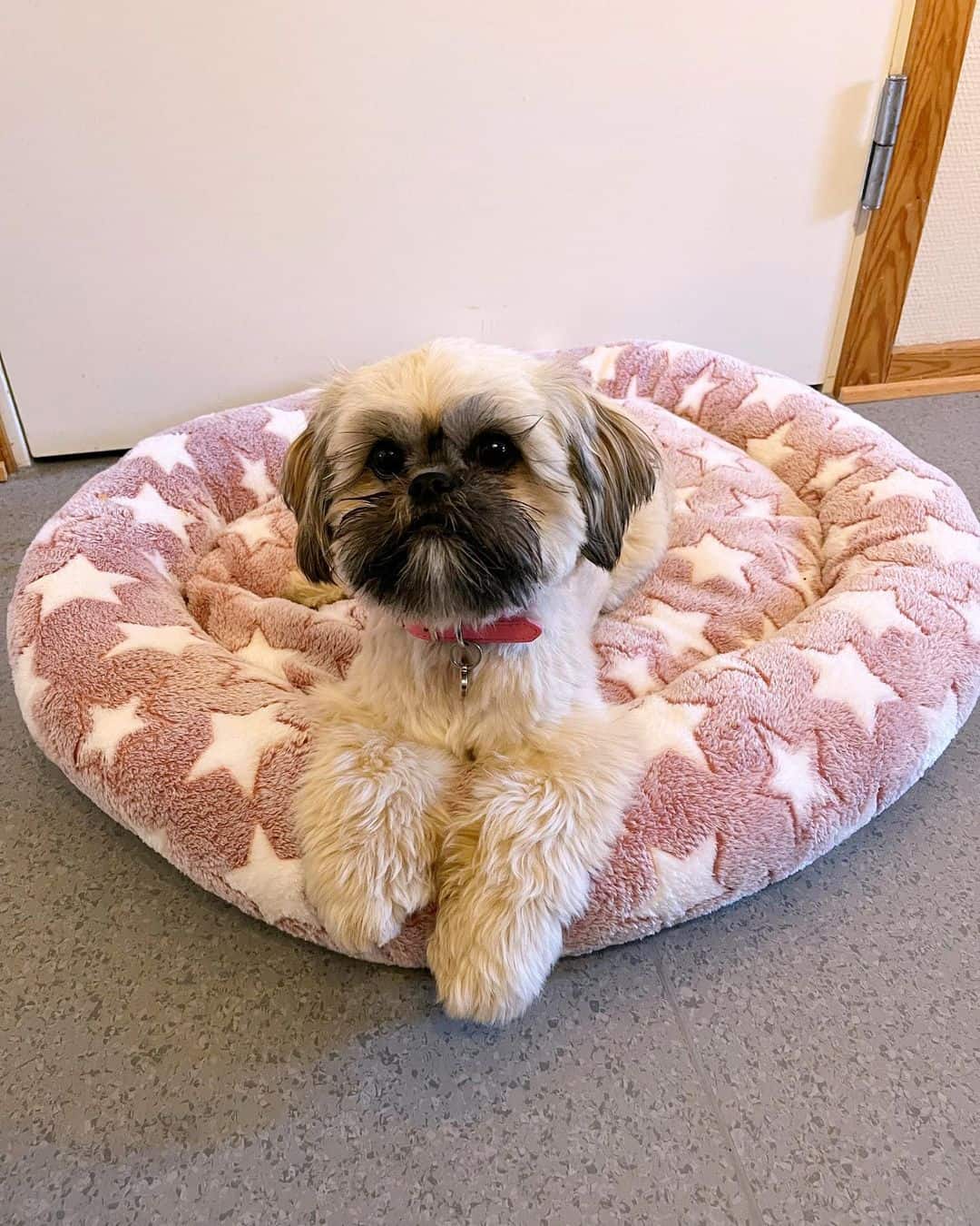 Shih Aps está acostado en su almohada