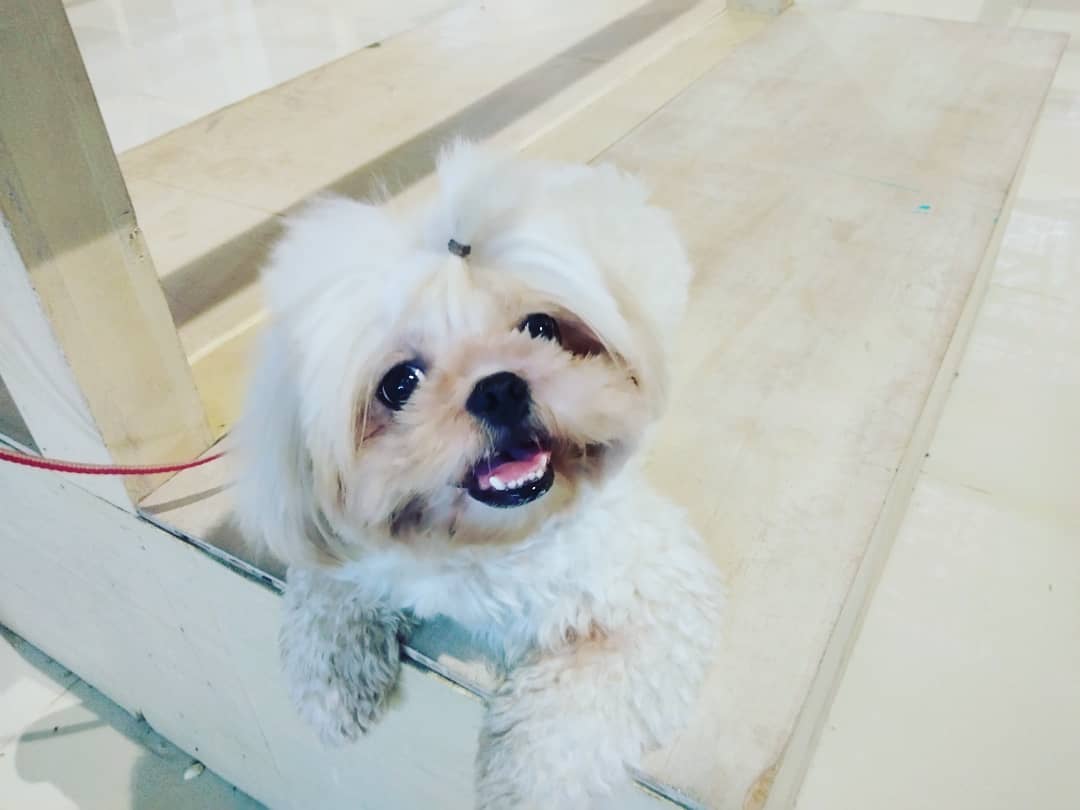 Mestizo de Shih Tzu Pekingese con pelo de palma