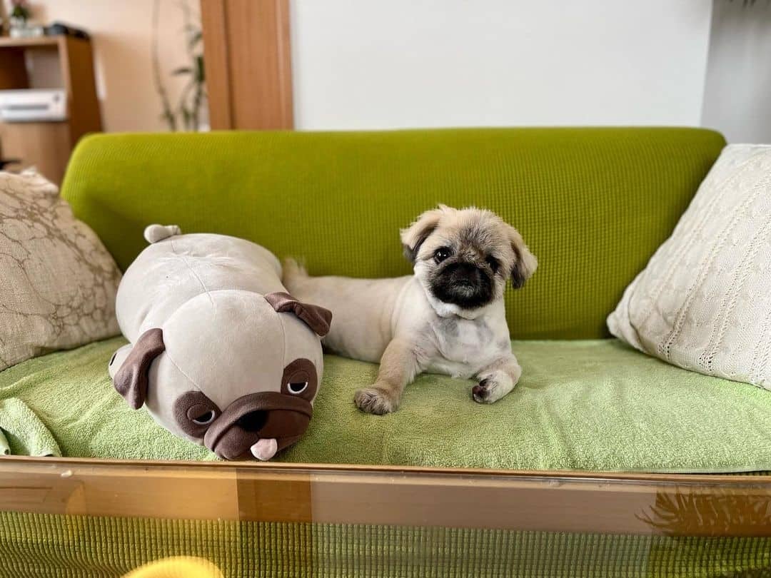 Shih Tzu Pekingese perro en el sofá con juguete
