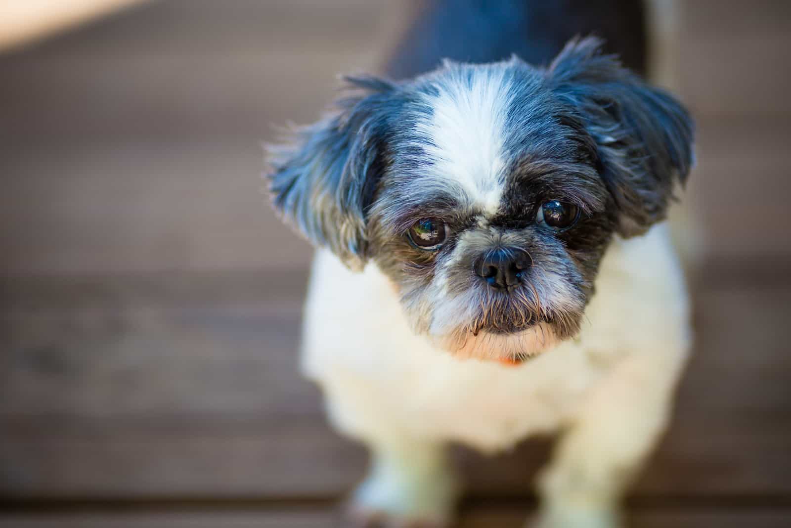 Shih Tzu Cachorro mirando a la cámara