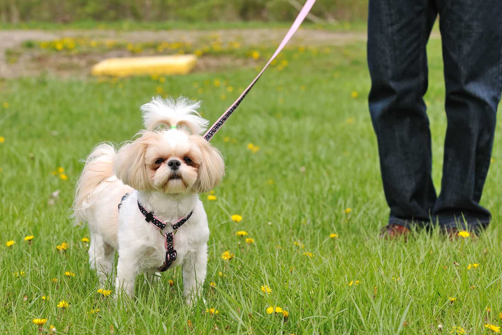 Shih Tzu y dueño de pie afuera