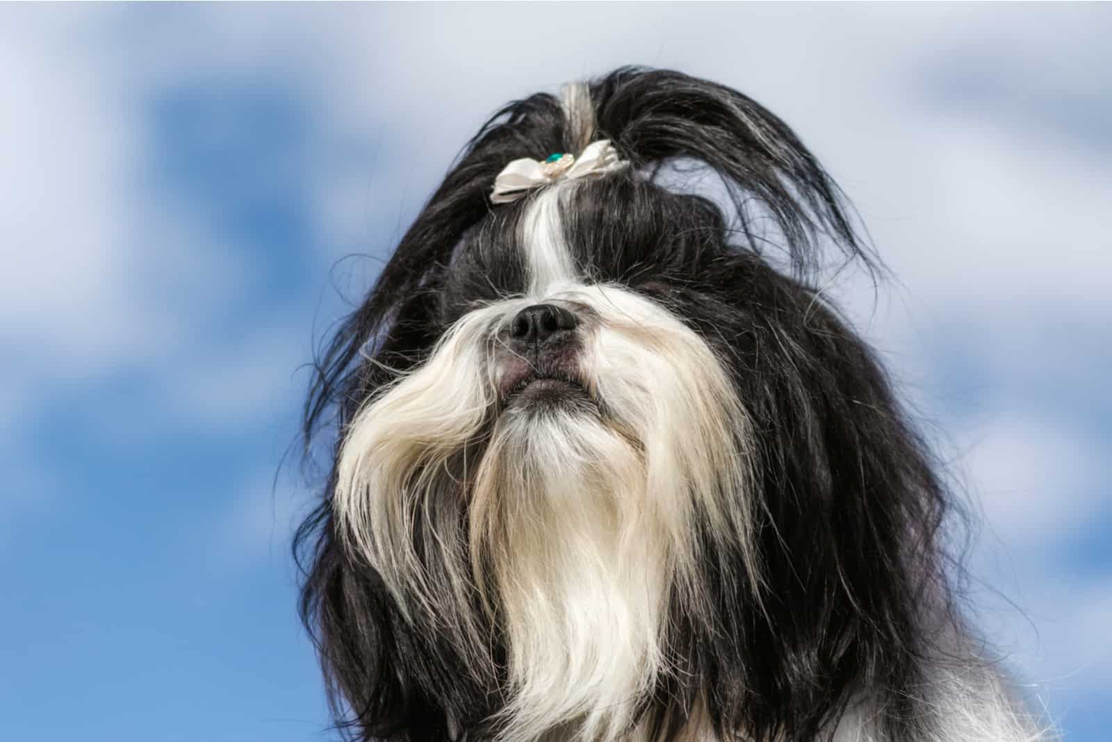 Perro Shih Tzu sobre un fondo de cielo azul y nubes