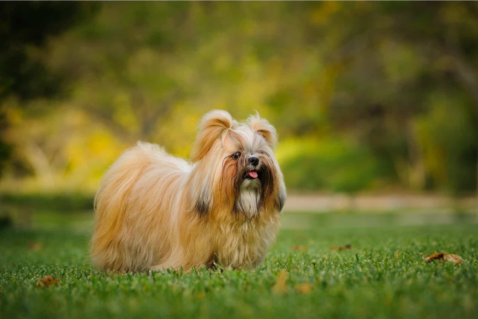 Perro Shih Tzu con pelo largo acicalado
