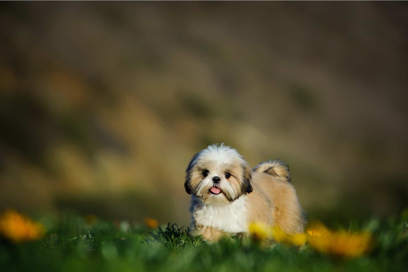 Shih Tzu en campo de flores