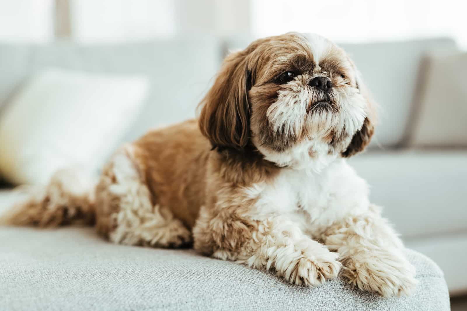 Perro Shih Tzu relajándose en el sofá en la sala de estar