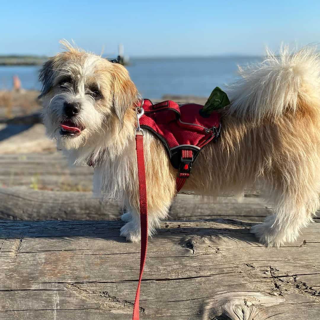 perro Shorgi de pie al aire libre