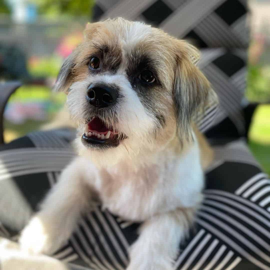 adorable perro Shorgi sentado en silla