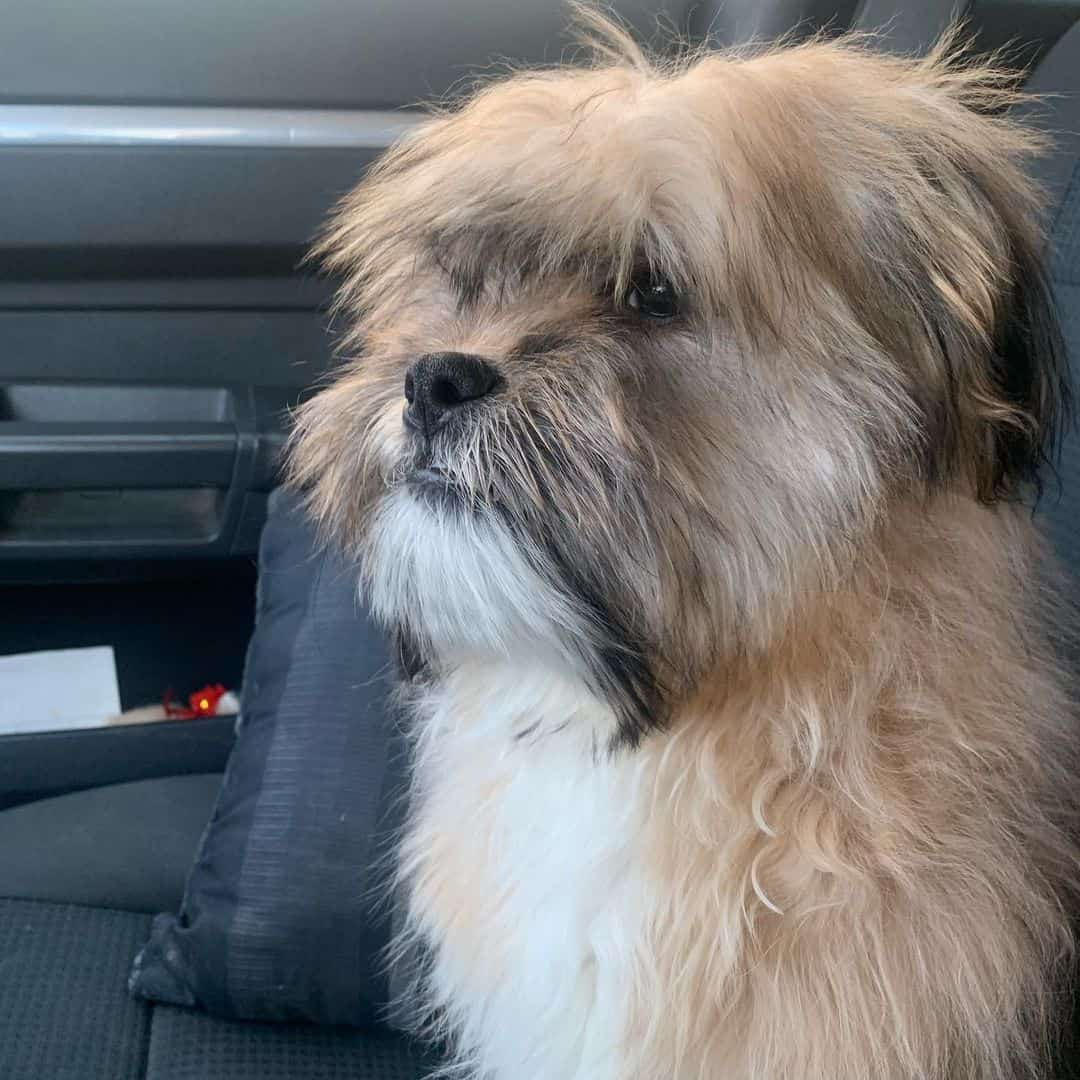 Shorgi sentado en el coche