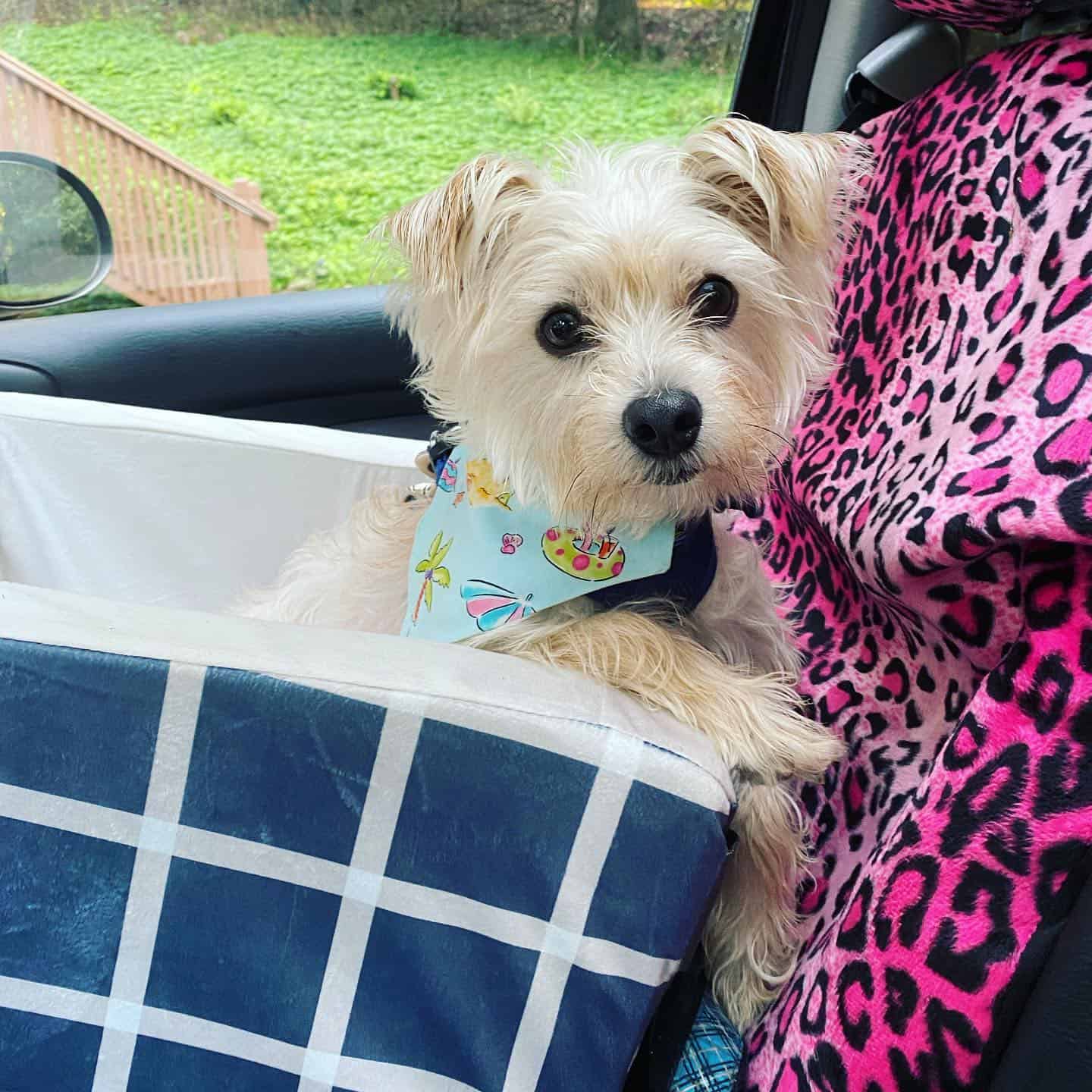 Perro Shorkie Tzu